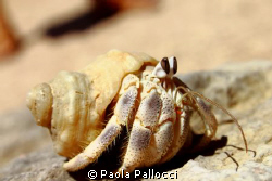 hermit crab by Paola Pallocci 